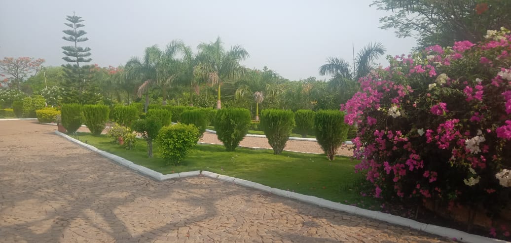 Bougainvillea Garden