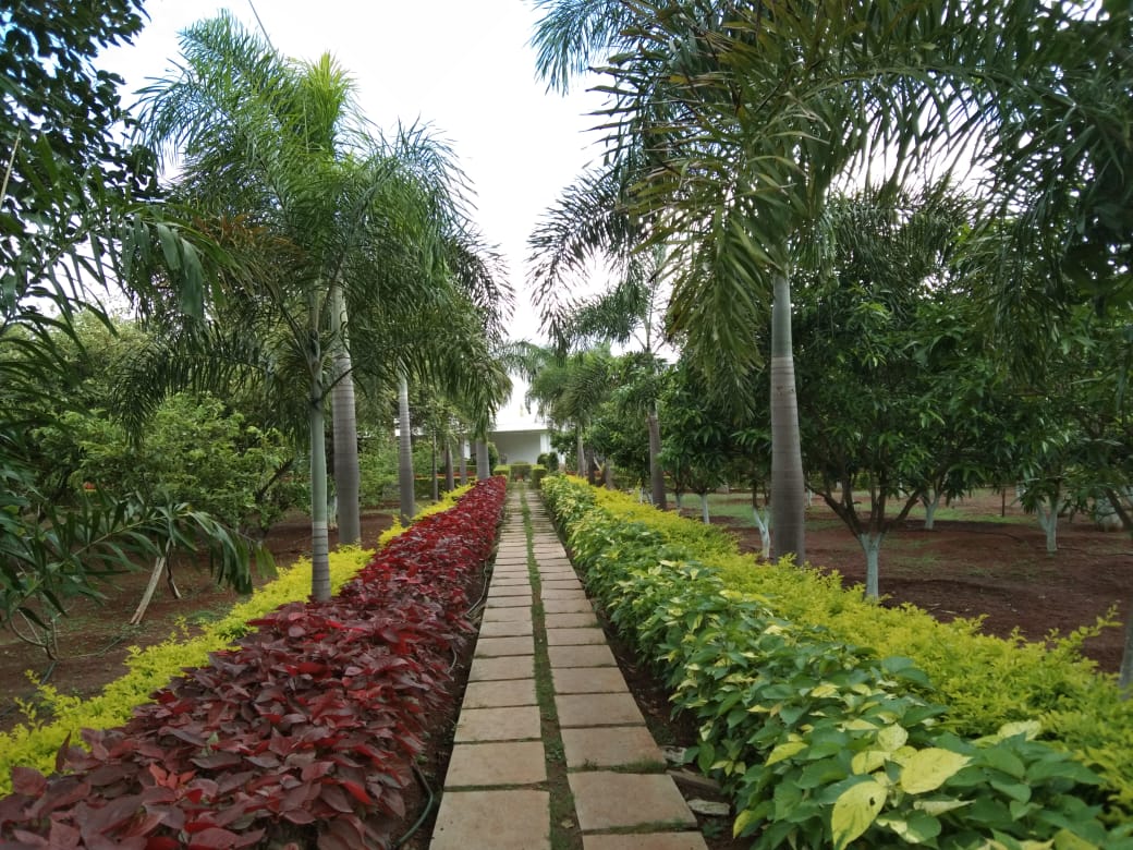 Palm-Lined Pathway